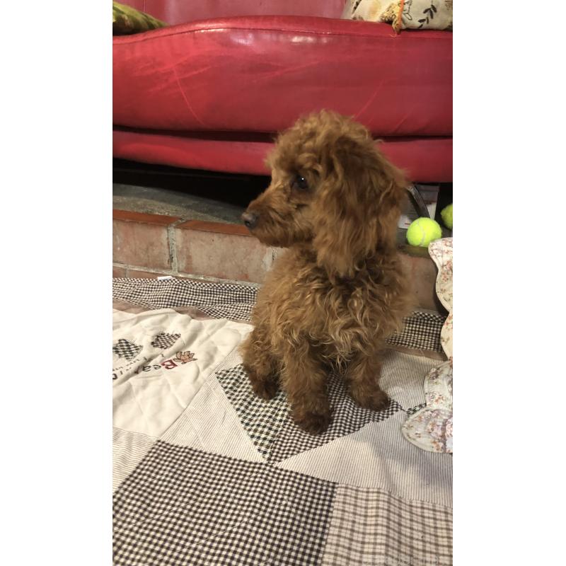 販売中の兵庫県のトイプードル-413437の5枚目