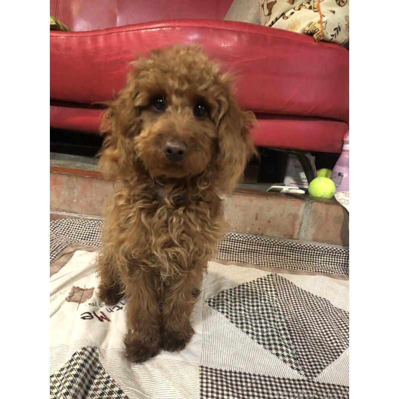 販売中の兵庫県のトイプードル-413437の3枚目