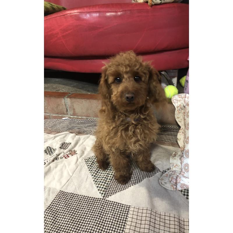 販売中の兵庫県のトイプードル-413437の2枚目