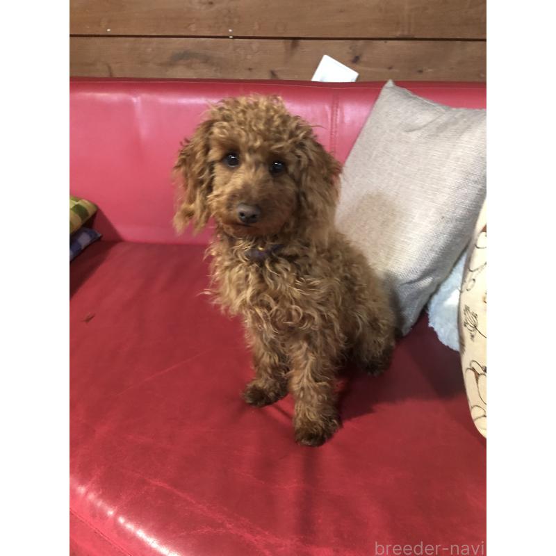 販売中の兵庫県のトイプードル-413437