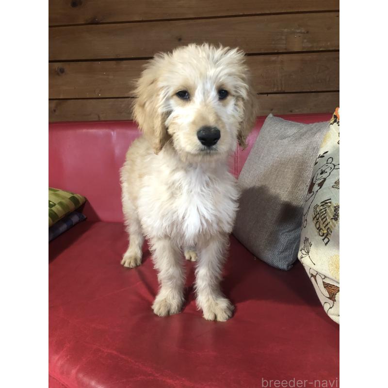 販売中の兵庫県のゴールデンドゥードル:ゴールデンレトリーバー×プードル-444195の15枚目