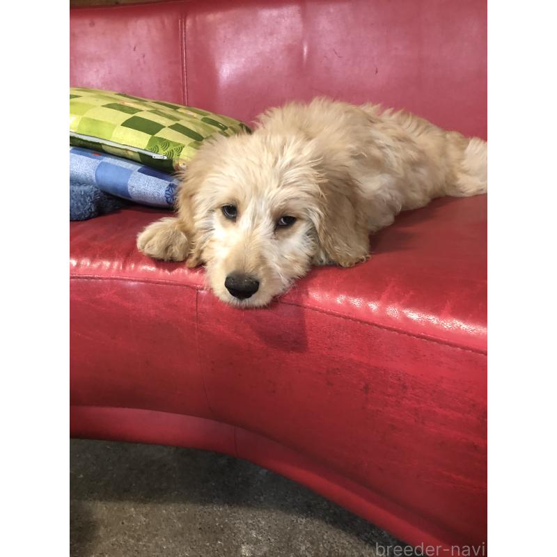 販売中の兵庫県のゴールデンドゥードル:ゴールデンレトリーバー×プードル-444195の14枚目