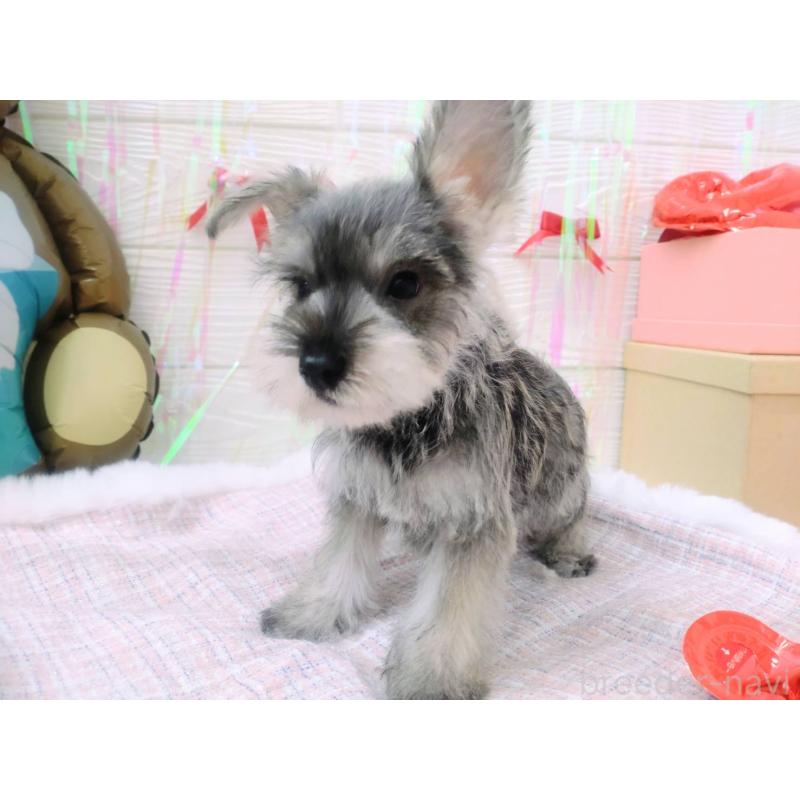 成約済の北海道のミニチュアシュナウザー-434154の4枚目