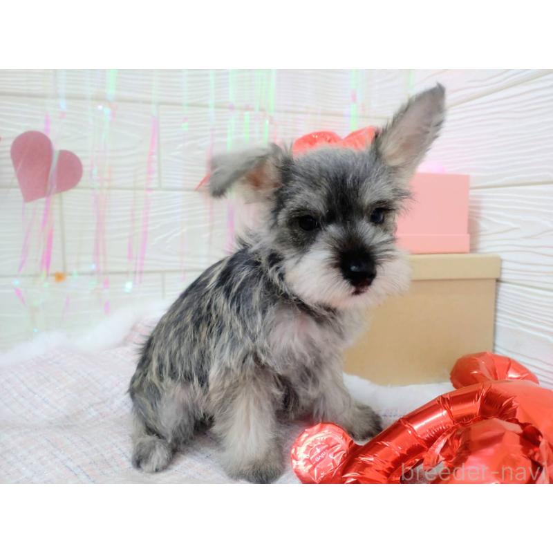 成約済の北海道のミニチュアシュナウザー-434154の3枚目