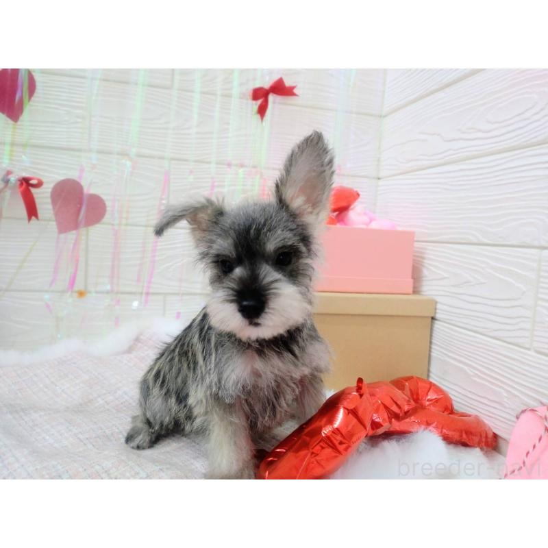 成約済の北海道のミニチュアシュナウザー-434154の2枚目