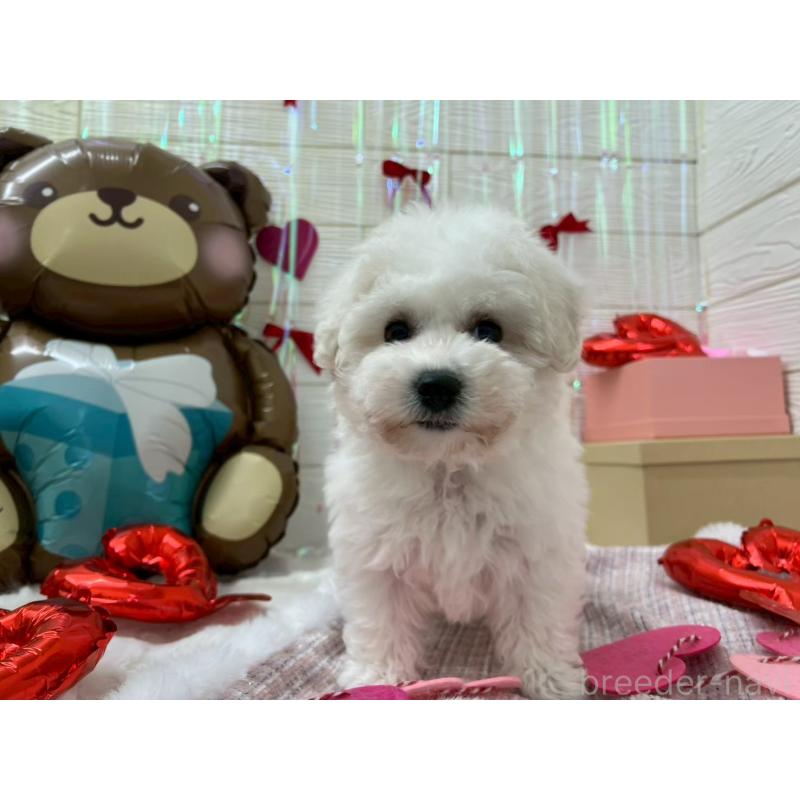 成約済の北海道のビションフリーゼ-433953の6枚目