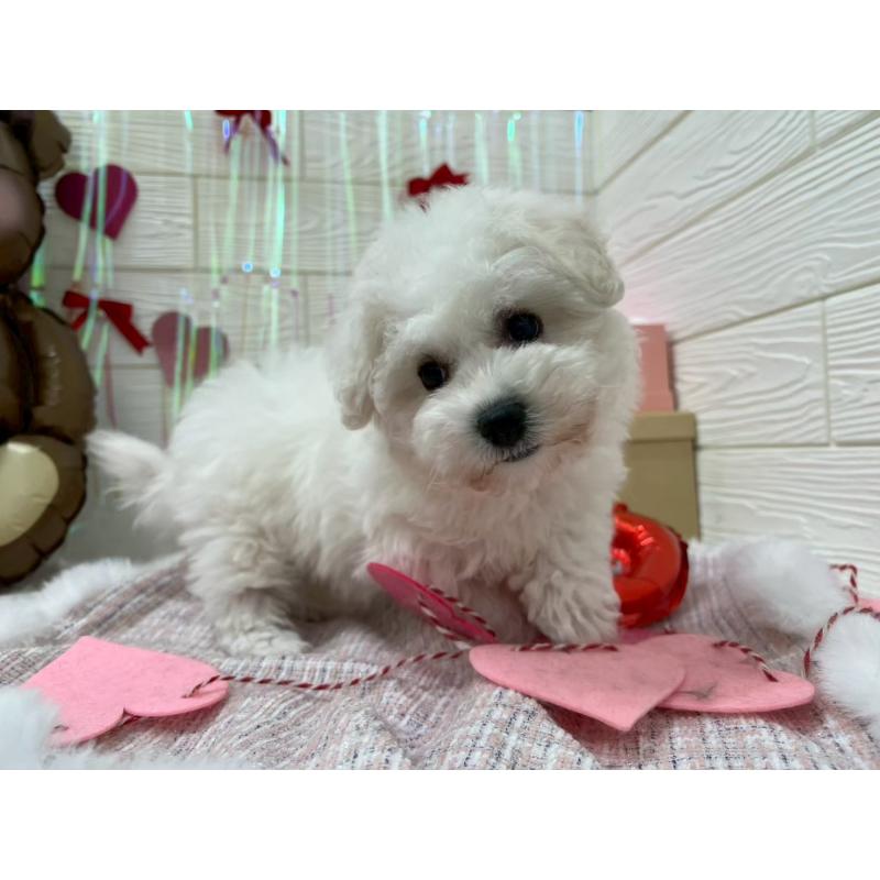 成約済の北海道のビションフリーゼ-433953の5枚目