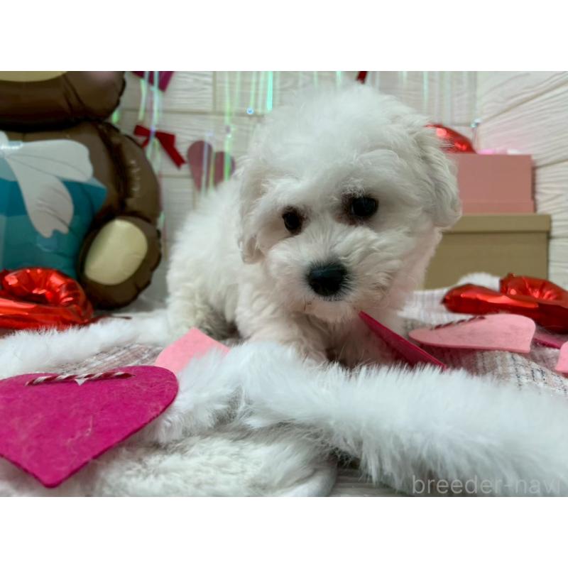 成約済の北海道のビションフリーゼ-433953の4枚目