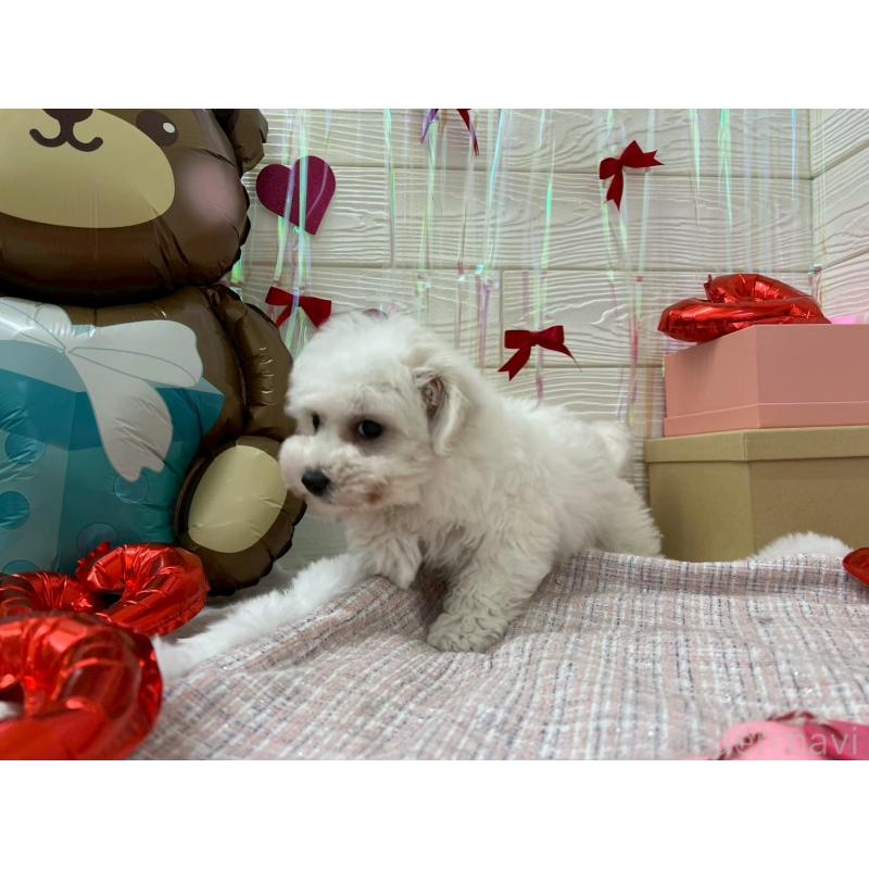 成約済の北海道のビションフリーゼ-433953の3枚目