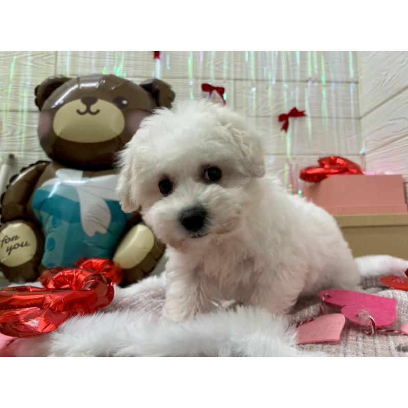 成約済の北海道のビションフリーゼ-433953の2枚目