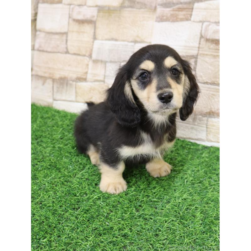 販売中の山口県のミニチュアダックスフンド(ロングヘアード)-445461の10枚目