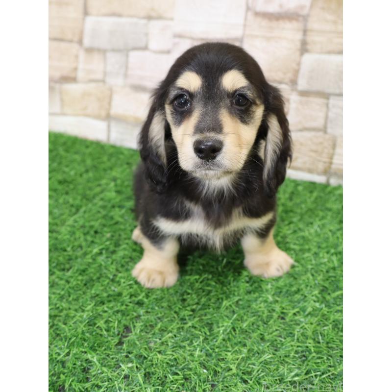 販売中の山口県のミニチュアダックスフンド(ロングヘアード)-445461の9枚目