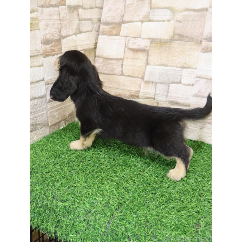 販売中の山口県のミニチュアダックスフンド(ロングヘアード)-445461の8枚目