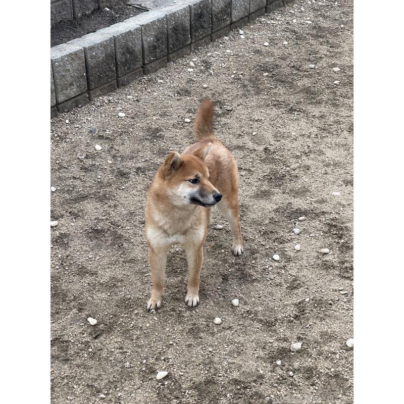 成約済の岡山県の柴犬-394573の3枚目