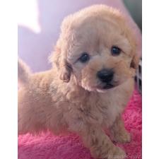 ♀︎トイプードル