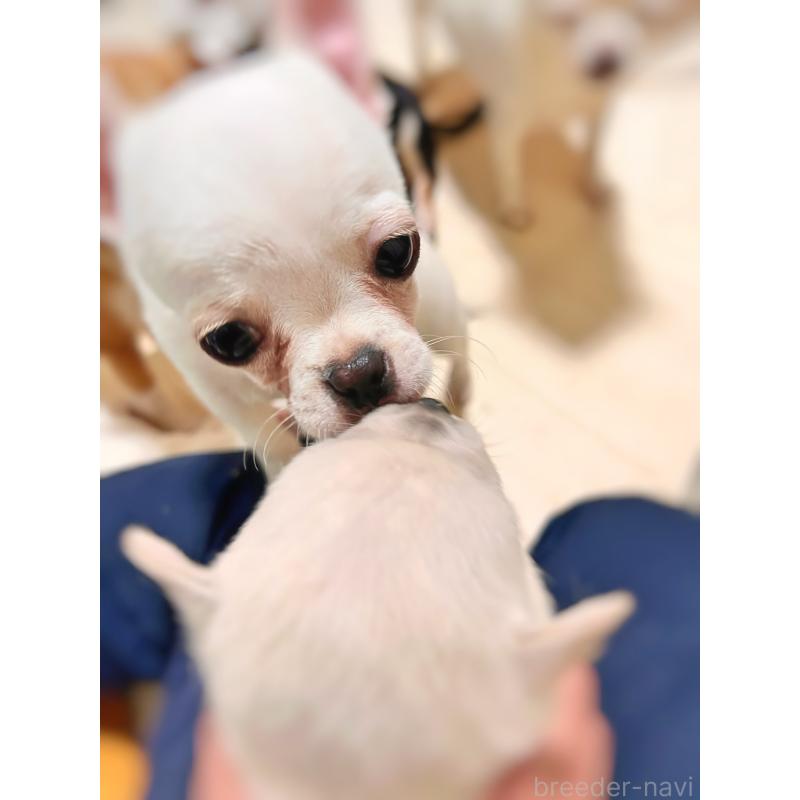 販売中の千葉県のチワワ(スムースコート)-444270の8枚目