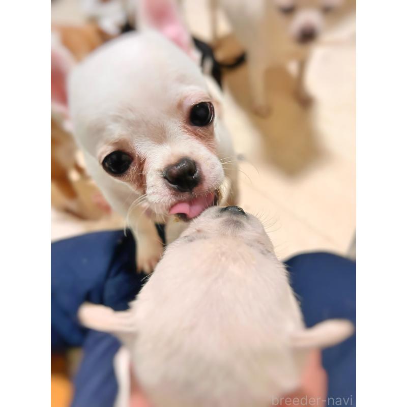 販売中の千葉県のチワワ(スムースコート)-444270の7枚目