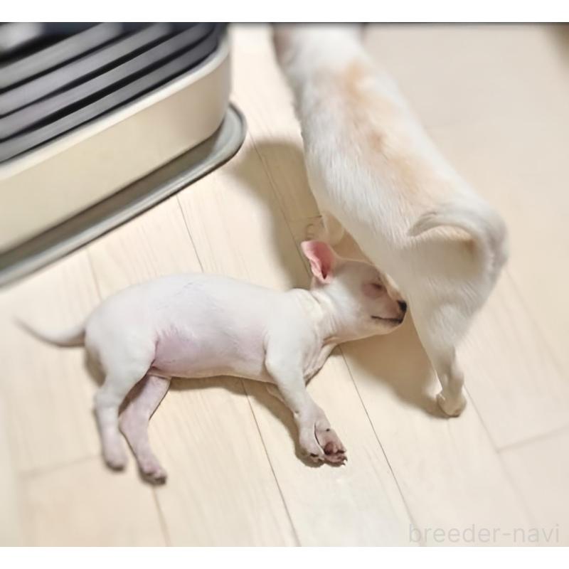 販売中の千葉県のチワワ(スムースコート)-444277の11枚目