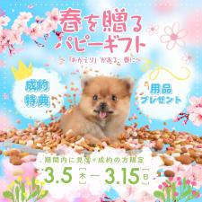 渡邊舞ブリーダー