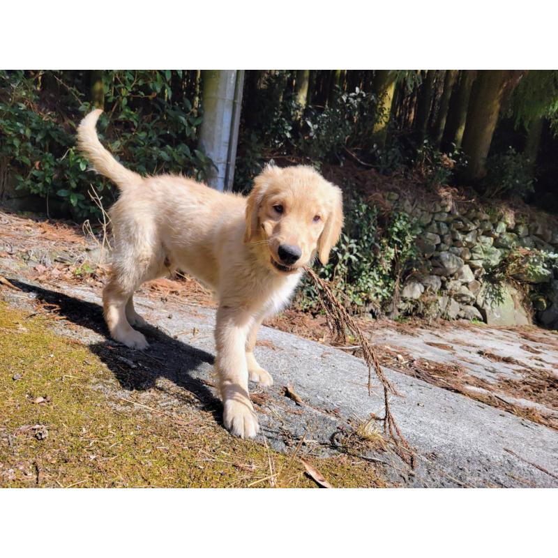 販売中の三重県のゴールデンレトリーバー-436294の5枚目