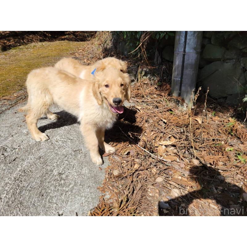 販売中の三重県のゴールデンレトリーバー-436294の4枚目