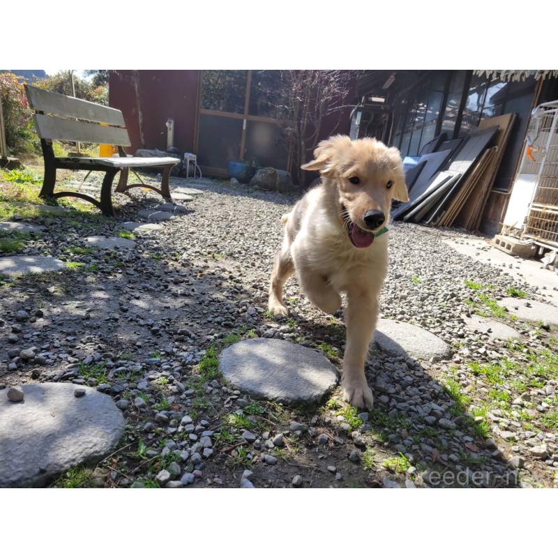 販売中の三重県のゴールデンレトリーバー-436294の3枚目