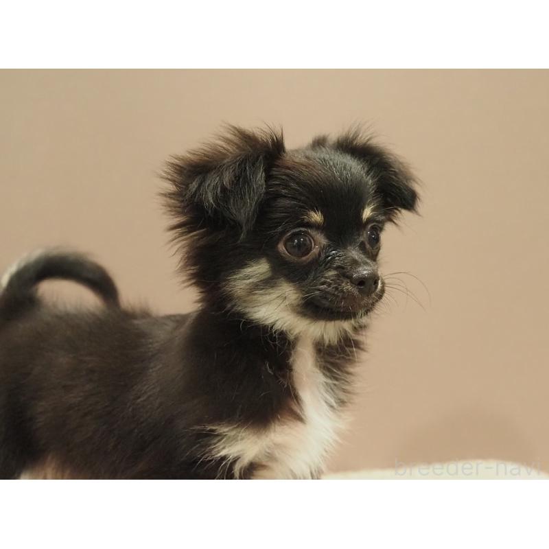 販売中の愛知県のチワワ(ロングコート)-444373の4枚目