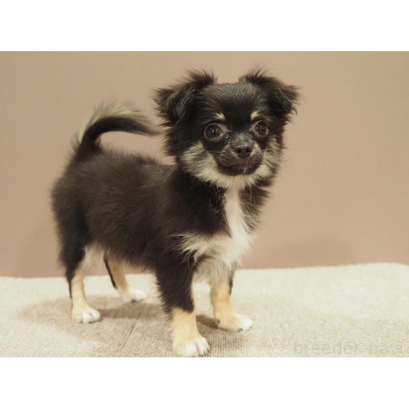 販売中の愛知県のチワワ(ロングコート)-444373の3枚目