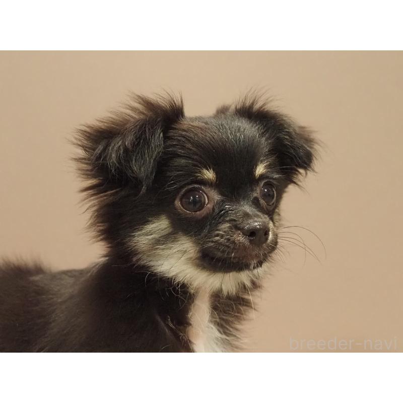 販売中の愛知県のチワワ(ロングコート)-444373の2枚目