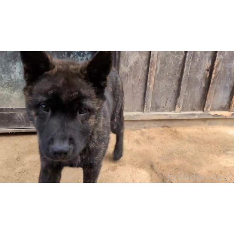 成約済の岡山県の甲斐犬-446675の8枚目