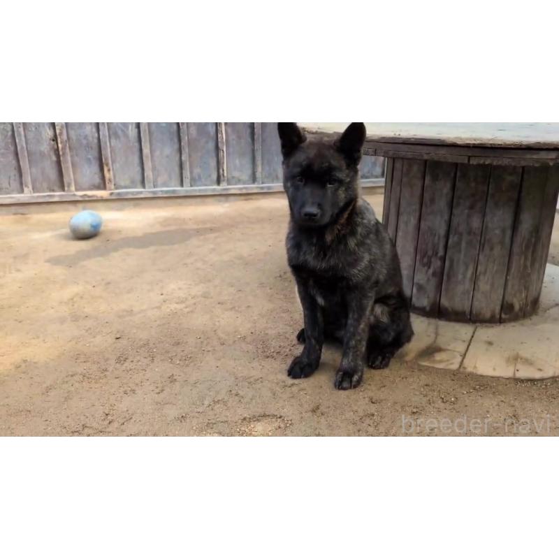 成約済の岡山県の甲斐犬-446675の7枚目