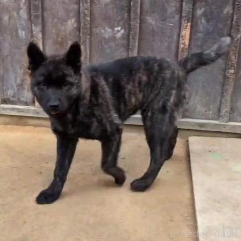 成約済の岡山県の甲斐犬-446675の5枚目