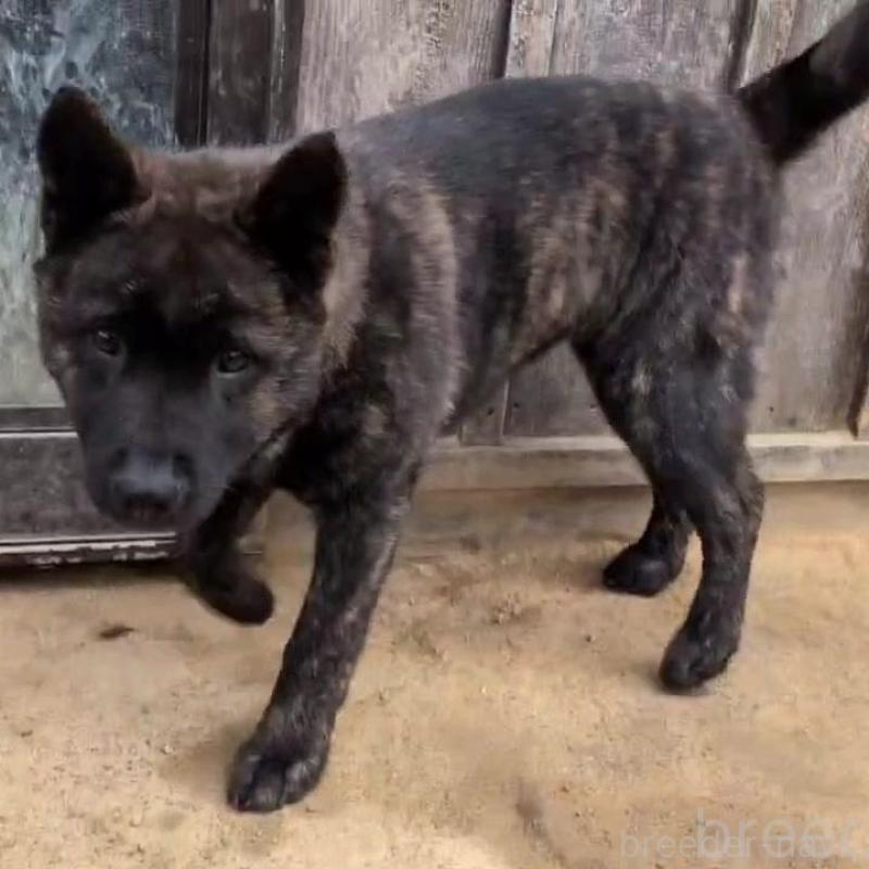 成約済の岡山県の甲斐犬-446675の4枚目