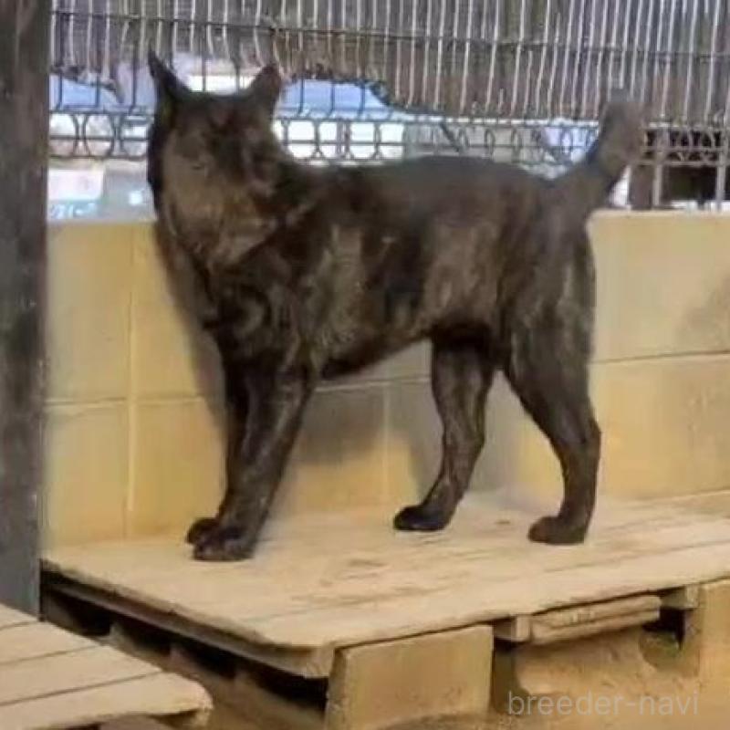 成約済の岡山県の甲斐犬-446675の2枚目