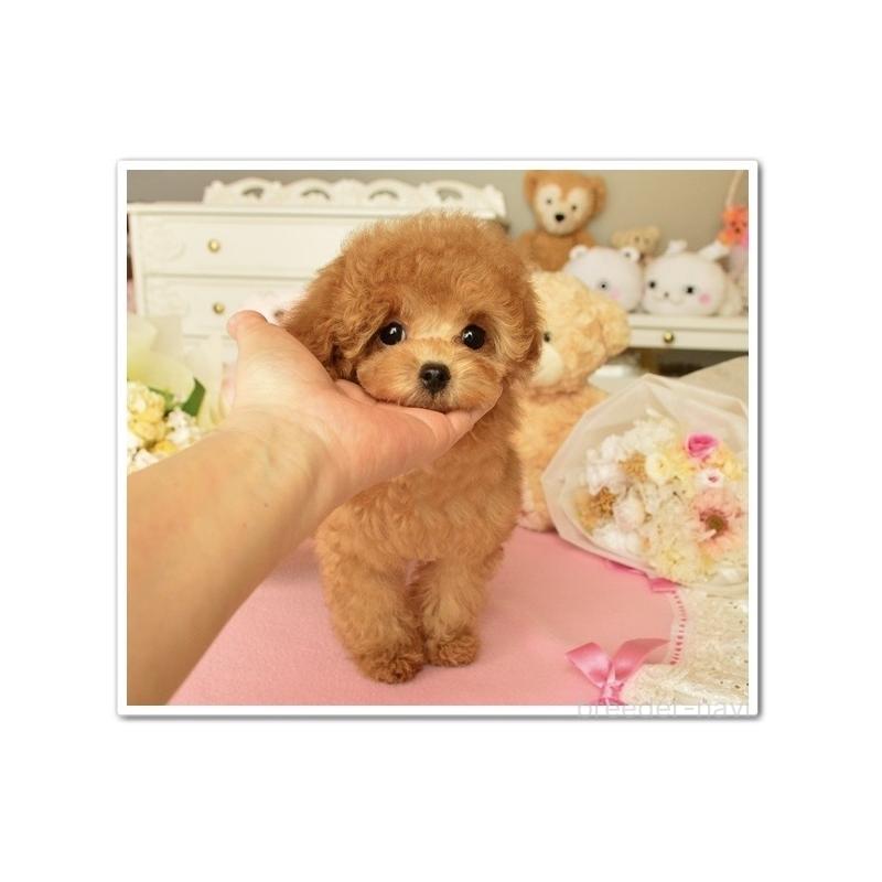 販売中の岩手県のティーカッププードル-438601の2枚目