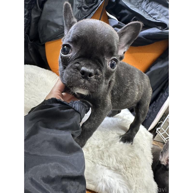 販売中の千葉県のフレンチブルドッグ-445330の10枚目