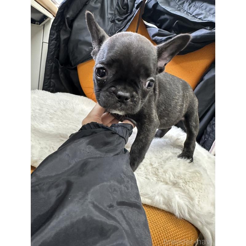 販売中の千葉県のフレンチブルドッグ-445330の8枚目