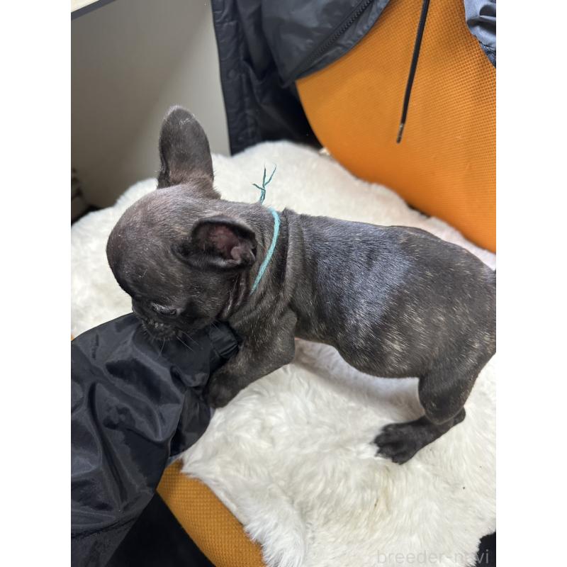 販売中の千葉県のフレンチブルドッグ-445330の7枚目