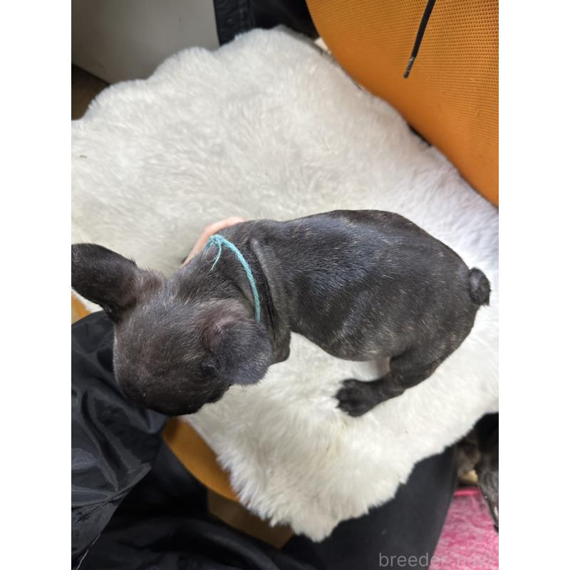 販売中の千葉県のフレンチブルドッグ-445330の6枚目