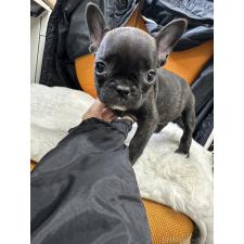 ♀︎フレンチブルドッグ