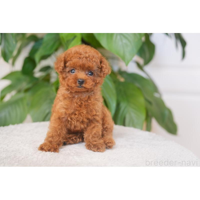 成約済の神奈川県のティーカッププードル-446856の3枚目