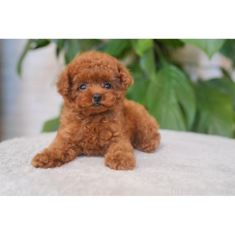 成約済の神奈川県のティーカッププードル-446856の2枚目