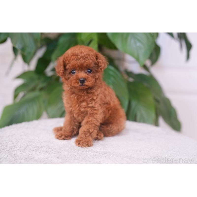 成約済の千葉県のティーカッププードル-446853の4枚目