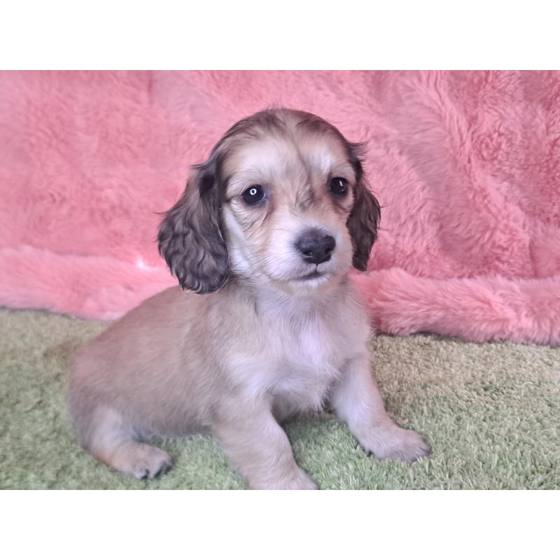 販売中の愛知県のミニチュアダックスフンド(ロングヘアード)-445004の17枚目