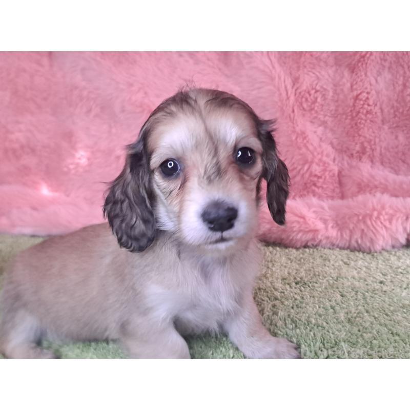 販売中の愛知県のミニチュアダックスフンド(ロングヘアード)-445004の16枚目