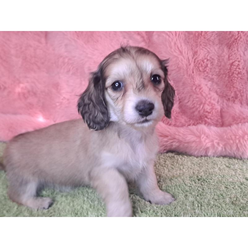 販売中の愛知県のミニチュアダックスフンド(ロングヘアード)-445004の15枚目