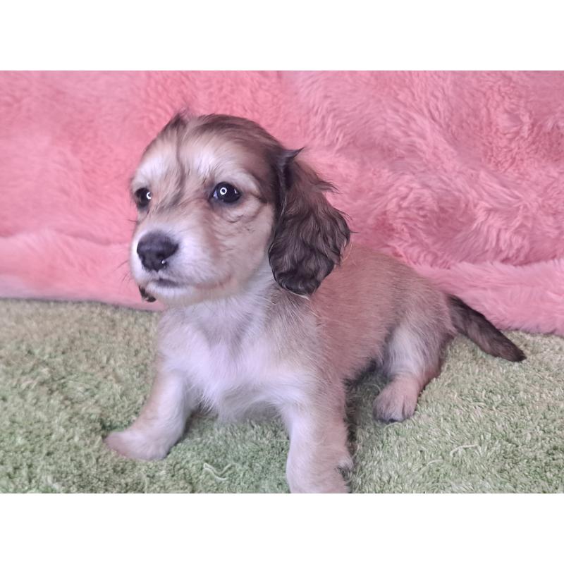 販売中の愛知県のミニチュアダックスフンド(ロングヘアード)-445004の14枚目