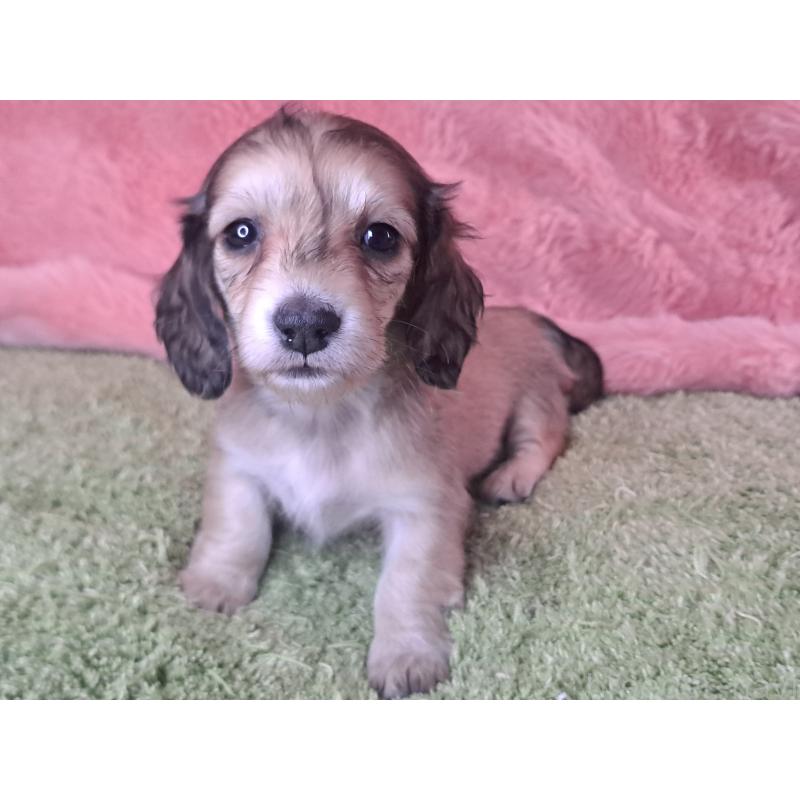 販売中の愛知県のミニチュアダックスフンド(ロングヘアード)-445004