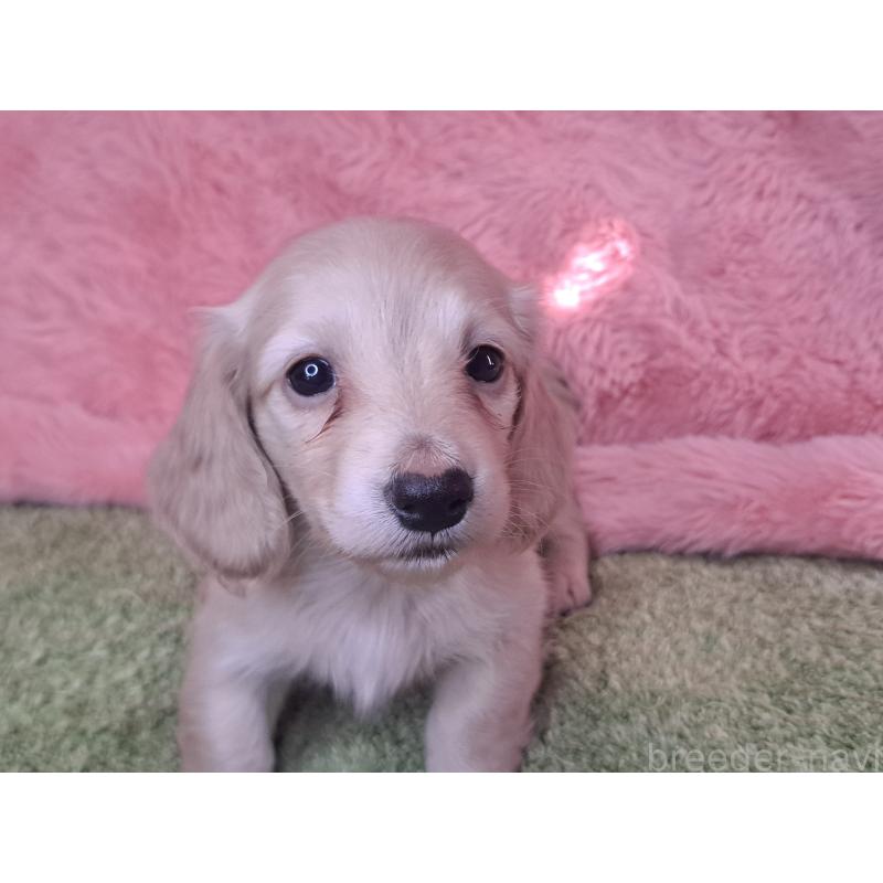 成約済の愛知県のミニチュアダックスフンド(ロングヘアード)-445006の11枚目