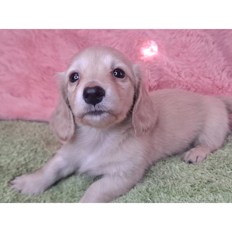 成約済の愛知県のミニチュアダックスフンド(ロングヘアード)-445006の10枚目